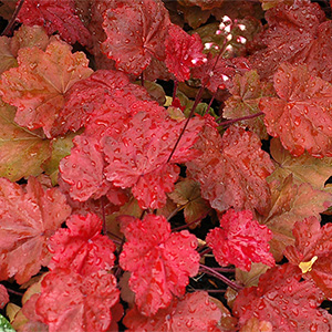 Гейхера "Autumn Leaves"