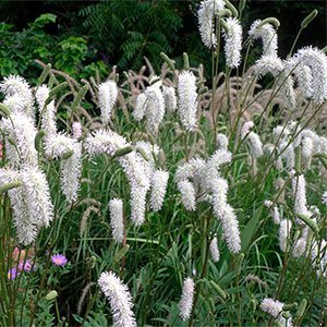 Кровохлебка лекарственная "Burr Blanc"