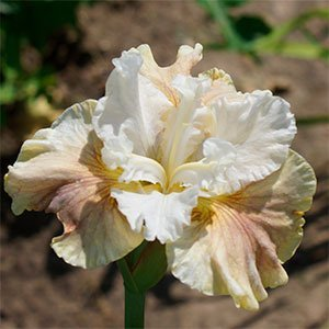 Ирис сибирский "Wynne Magnolia"
