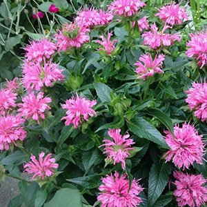 Монарда "Melua Pink"