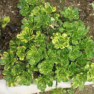 Камнеломка арендса "Variegata"