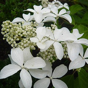 Гортензия метельчатая "Great Star"