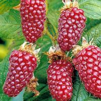 Ежемалина "Tayberry"
