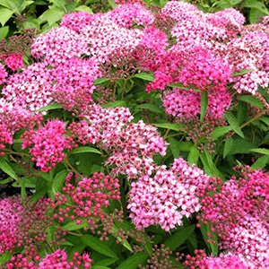 Спирея японская "Froebelii"