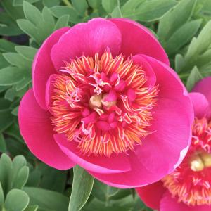 Пион лекарственный "Anemoniflora Rosea / Datch Dwarf"