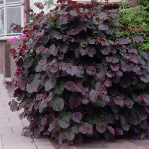 Лещина крупная "Purpurea"