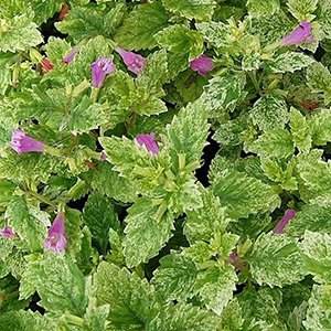 Душевик крупноцветковый "Variegata"