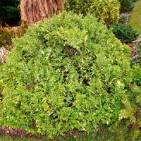 Кипарисовик горохоплодный "Nana Aureovariegata"