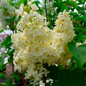 Сирень "Primrose"