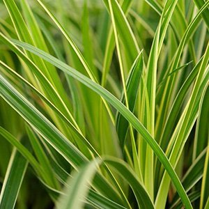 Осока Морроу "Variegata"