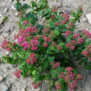 Спирея японская "Bullata"