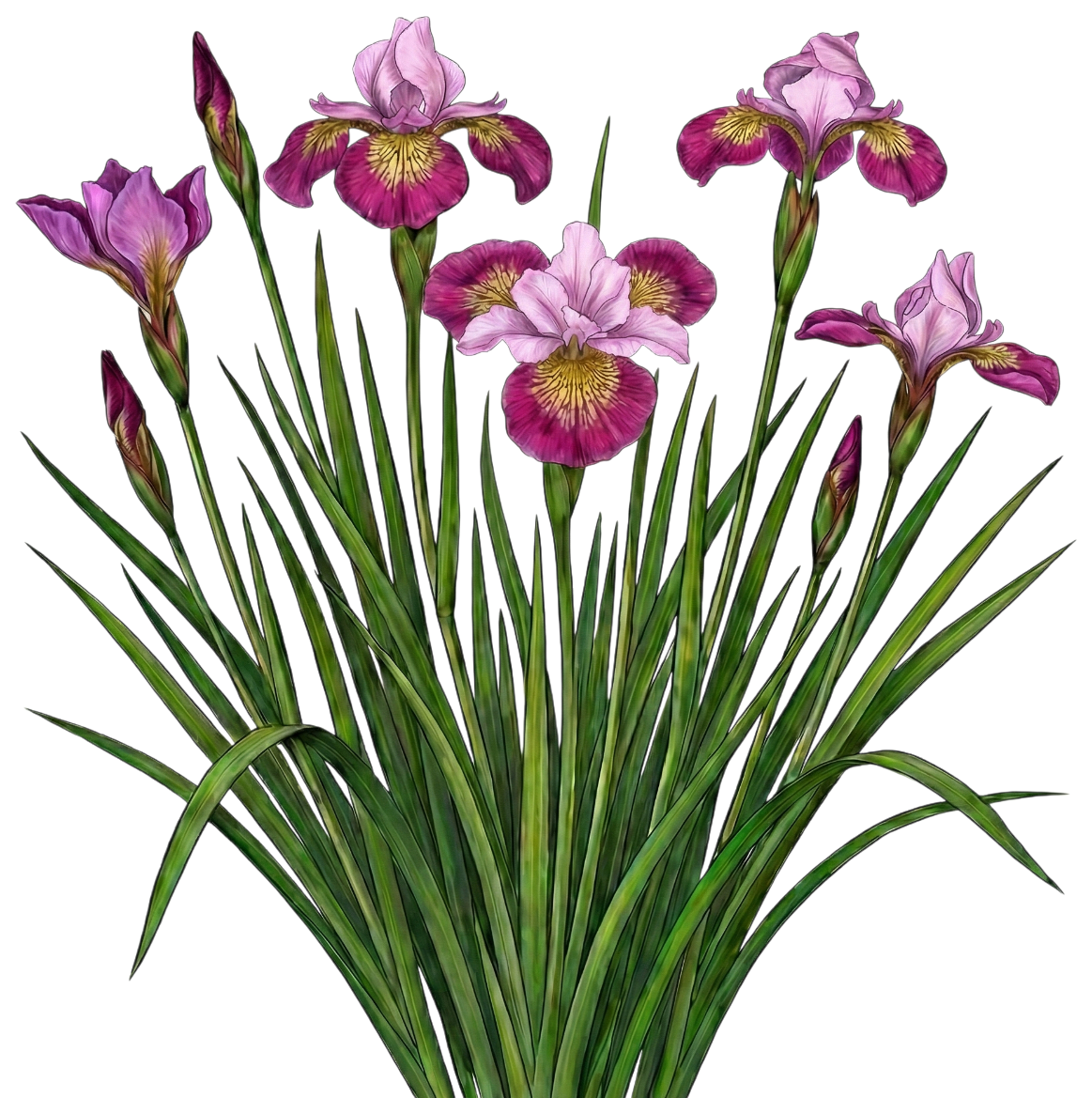 Ирис сибирский 
