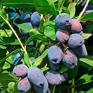 Жимолость "Blue Treasure"