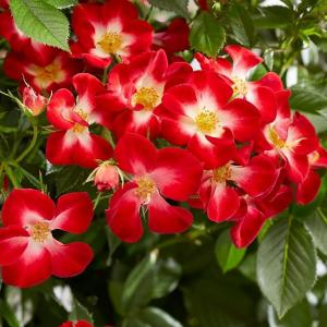 Роза "Everglow Ruby"