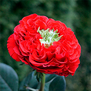 Роза "Red Eye"