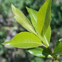 Ива "Театральная"