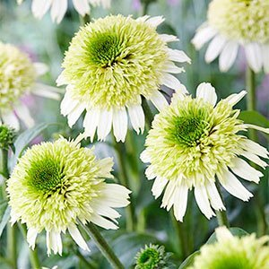 Эхинацея пурпурная "Delicious Nougat"