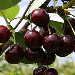 Дюк "Спартанка"