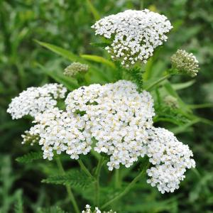 Тысячелистник обыкновенный "White Beauty"