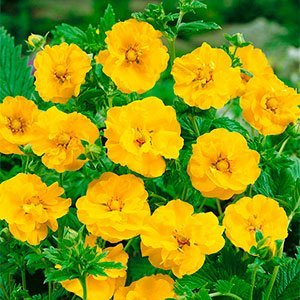 Гравилат чилийский "Tosai Yellow"