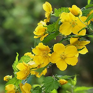 Керрия японская "Golden Guinea"