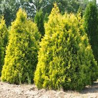 Туя западная "Europa Gold"