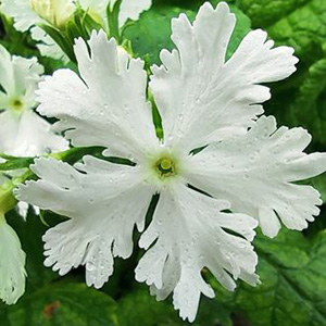 Примула Зибольда "Queen of White"