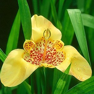 Тигридия "Yellow"