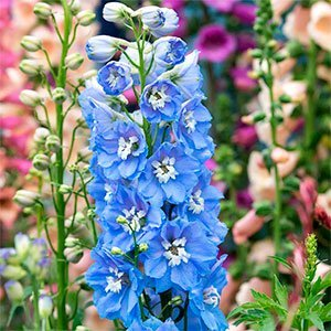 Дельфиниум "Magic Fountains Sky Blue White Bee"