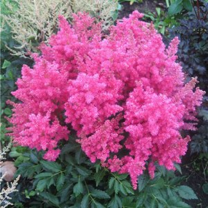 Астильба гибридная "Fireberry"