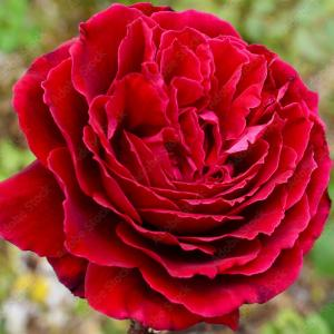 Роза "Alec's Red"