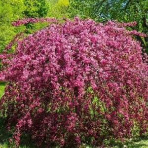 Яблоня декоративная "Royal Beauty"