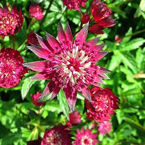 Астранция большая "Rubra"