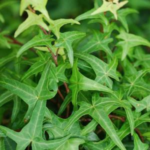 Плющ обыкновенный "Saggitifolia"