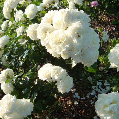 Роза "Alabaster"