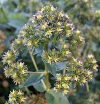 Флокс метельчатый "Green Lady"