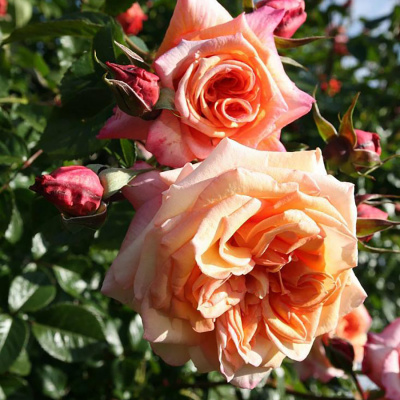 Роза "Barock"