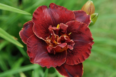 Лилейник "Burgundy Love"
