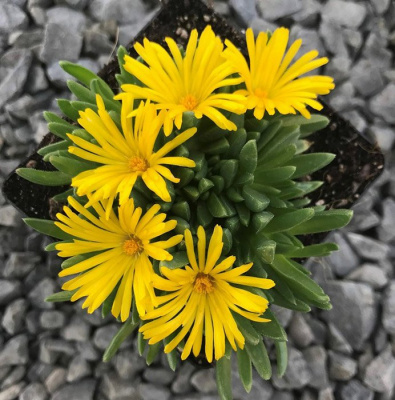Делосперма купера "Yellow"