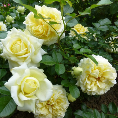 Роза "Nadia Meillandecor"