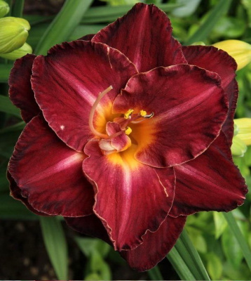 Лилейник "Burgundy Love"