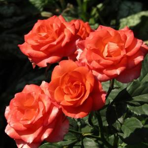 Роза "Alegria"