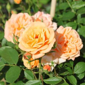 Роза "Clementine"