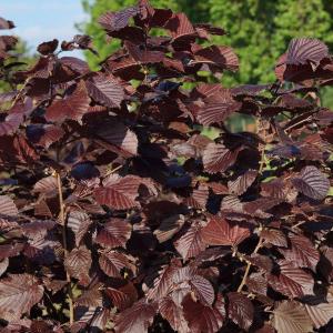 Лещина обыкновенная "Atropurpurea"