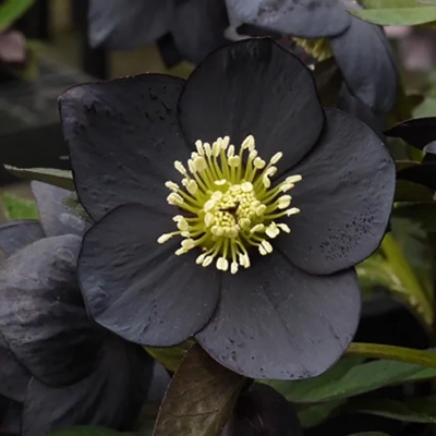 Морозник анемоновидный "Black"