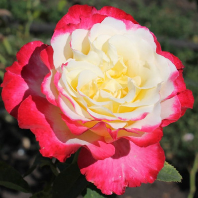 Роза "Double Delight"