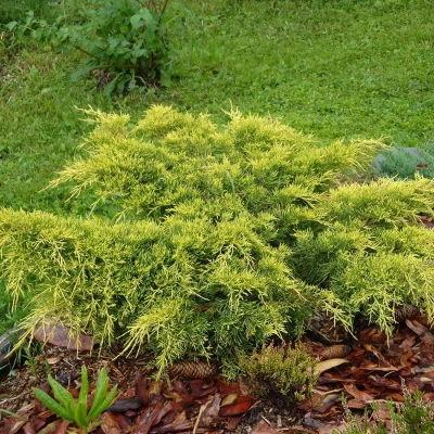 Можжевельник горизонтальный "Limeglow"