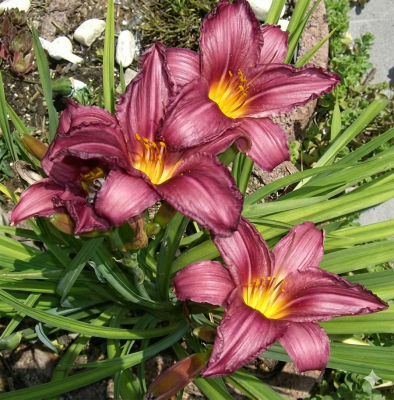 Лилейник "Purple Bicolor"